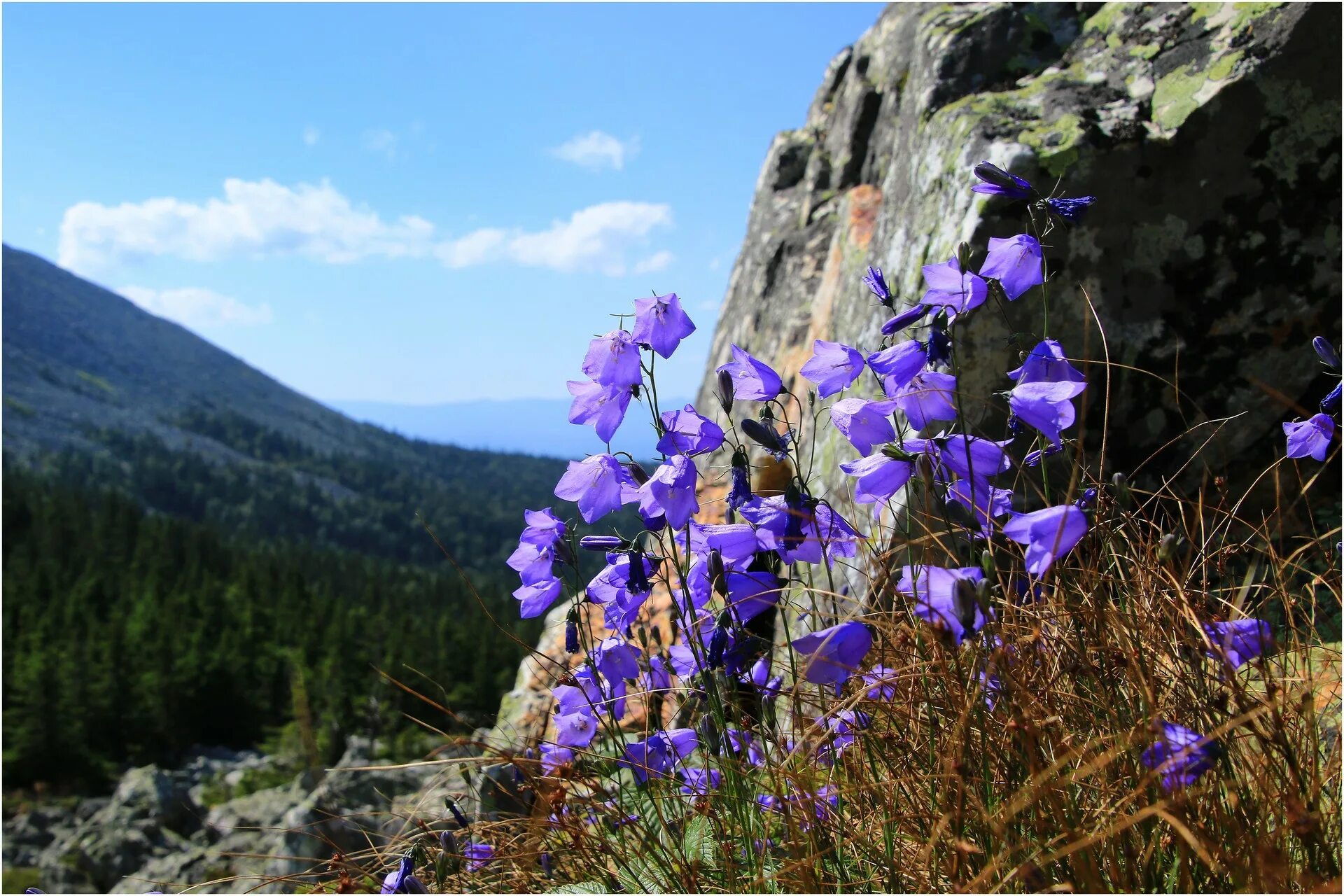 Гора ямантау башкортостан. Басеги заповедник пермский край. Альпийские луга иремель. Растительность уральских гор. Иремель уральские горы.