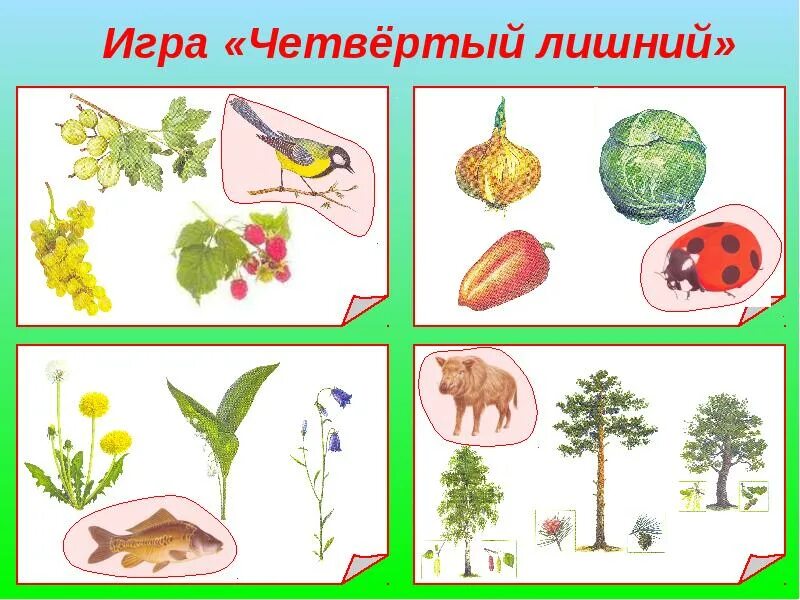 Грибы растения животные что лишнее. Четвертый лишний растения. Игра четвертый лишний. Игра четвертый лишний цветы. Четвертый лишний на тему природы.