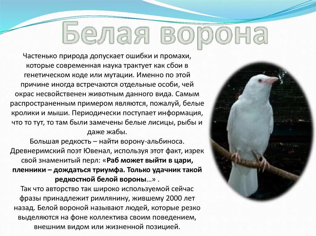 Почему белым воронам