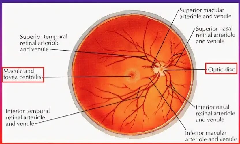 Прима макула. Macula lutea анатомия. Гипоплазия макулы и фовеа. Фовеола фовеа.