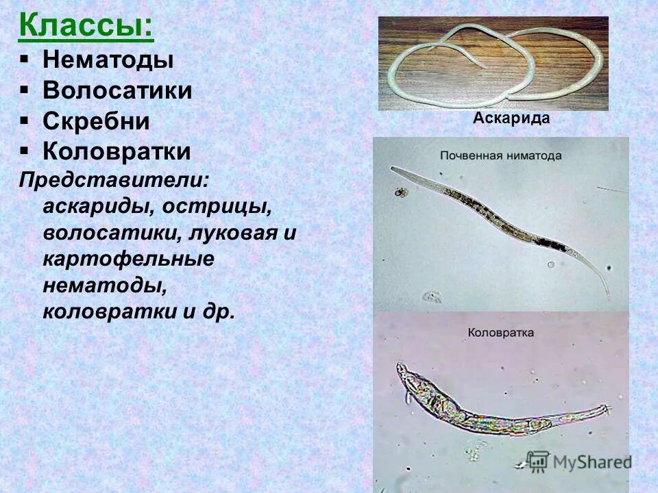 круглые черви нематоды аскарида. нематоды какой класс. круглые черви нематоды половая система. питание круглых червей. нематоды какой класс.