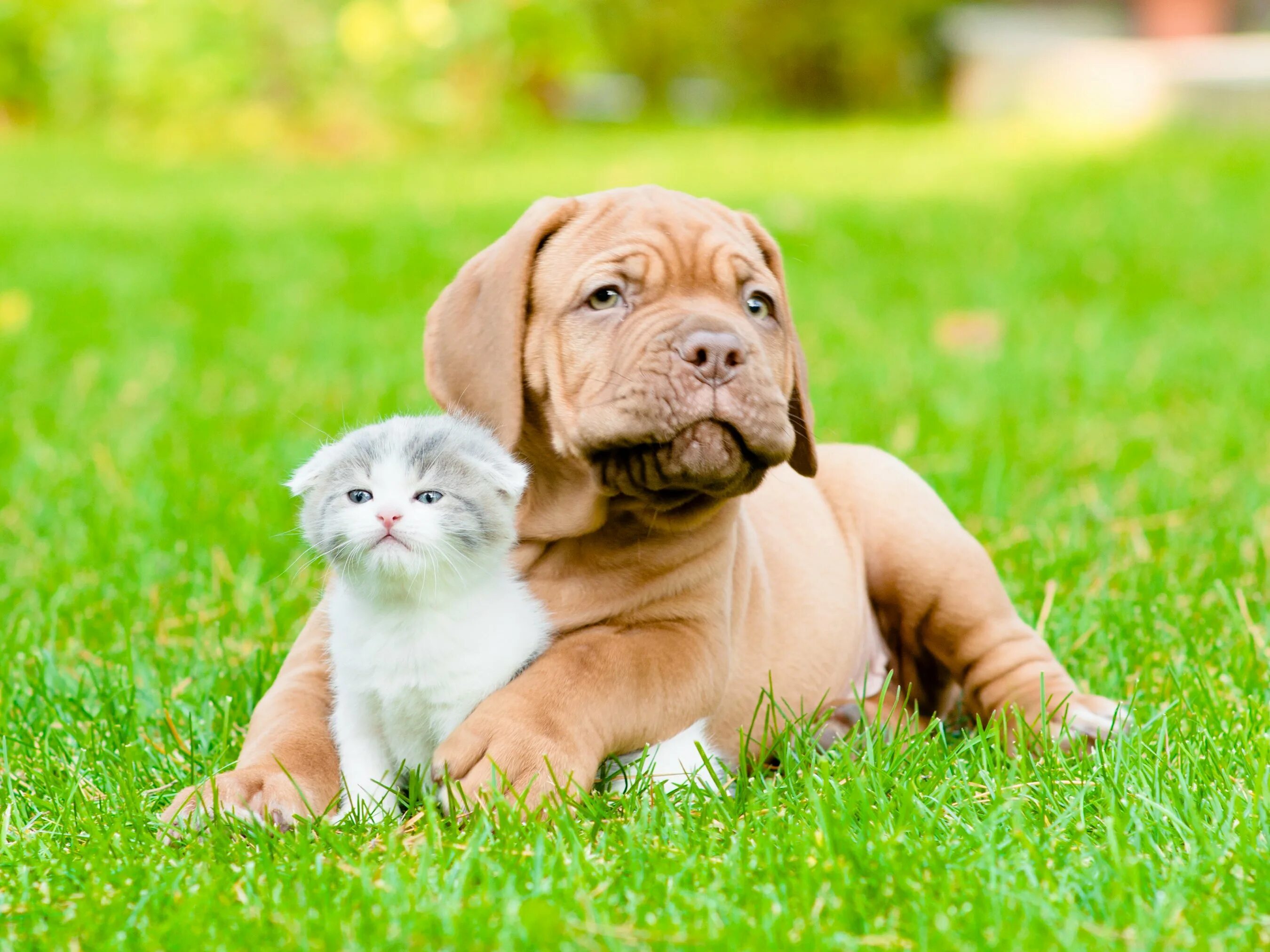 Dog and cat playing. Бордосский дог. Собачки и кошечки. Кошка и собака на природе. Красивые собаки и кошки.