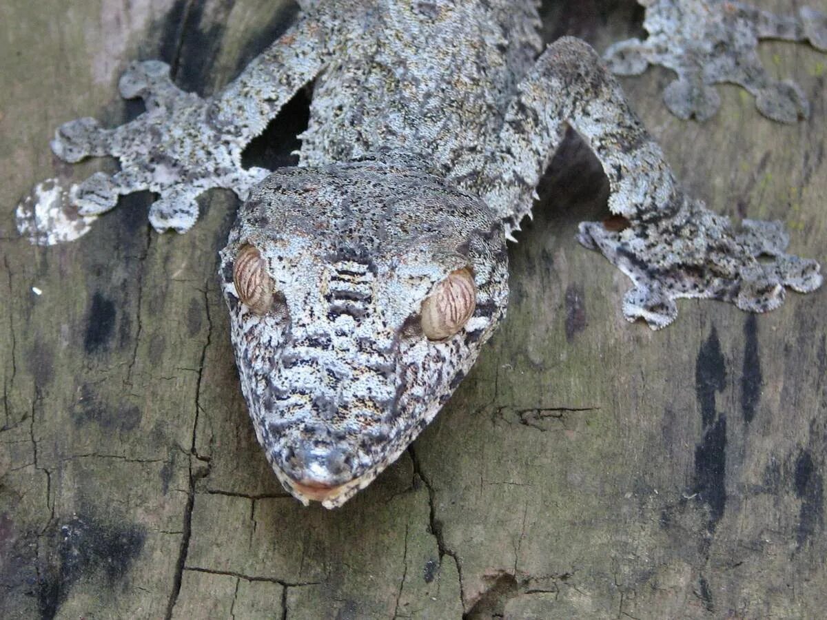 Мимикрировать это. Uroplatus fimbriatus. мимикрировать. ящерица мимикрирует. геккон обычный на стволе дерева.