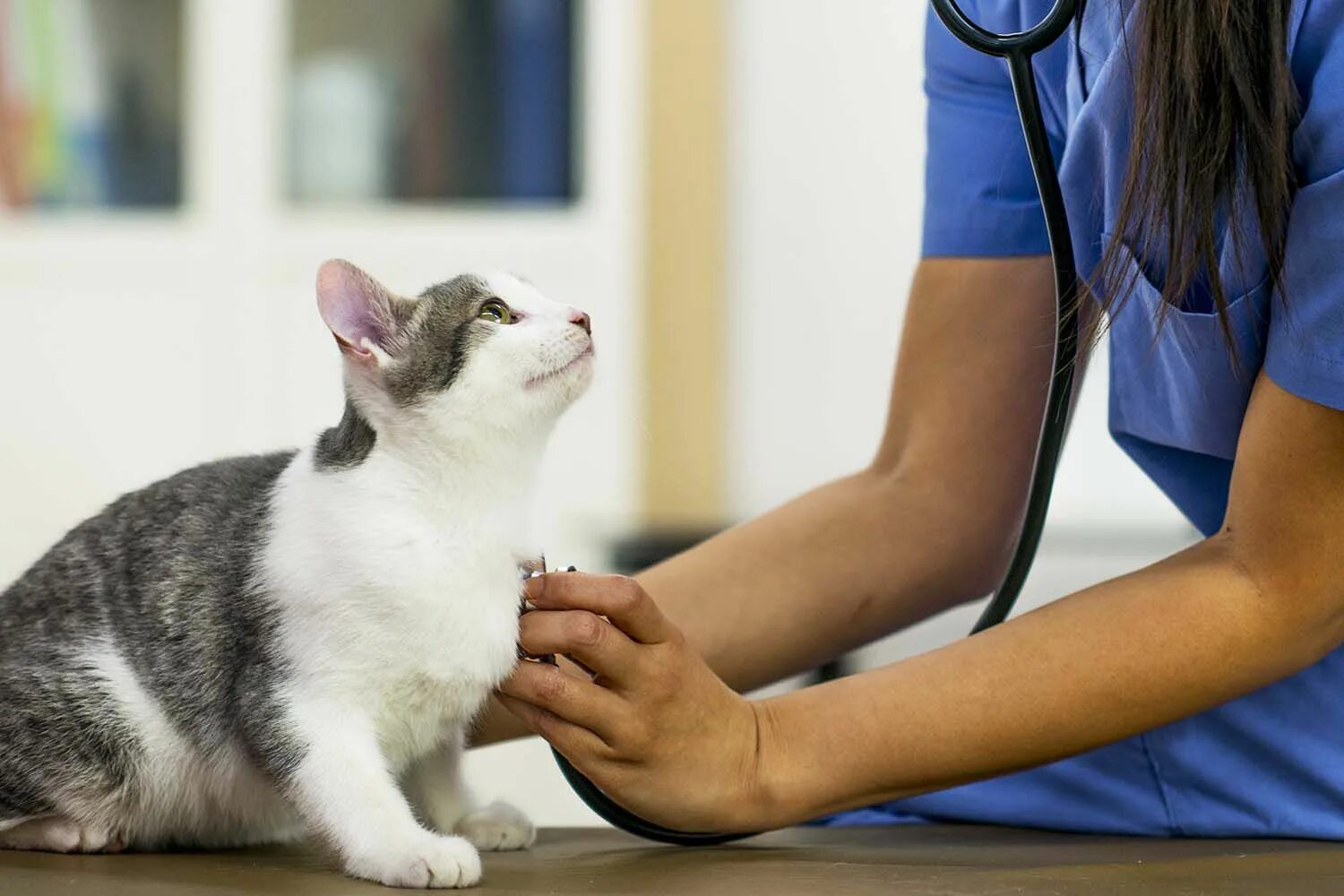 Getting a cat