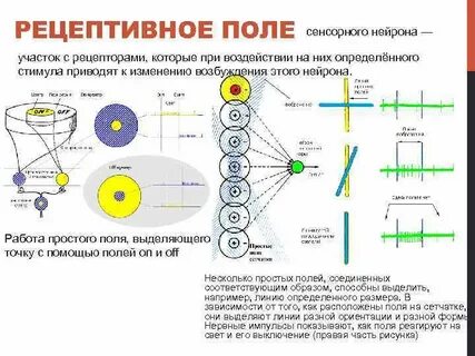 Определяющий элемент поля