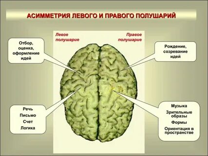 Работа обоих полушарий