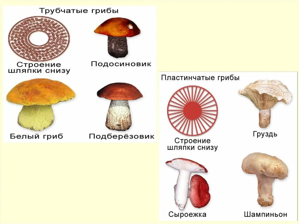 Сходство и различие пластинчатых и трубчатых грибов. Шляпочные пластинчатые грибы съедобные. Трубчатые грибы строение шляпки снизу. Шляпочные грибы трубчатые и пластинчатые. Схема трубчатых грибов.