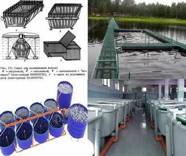 Условия для форели
