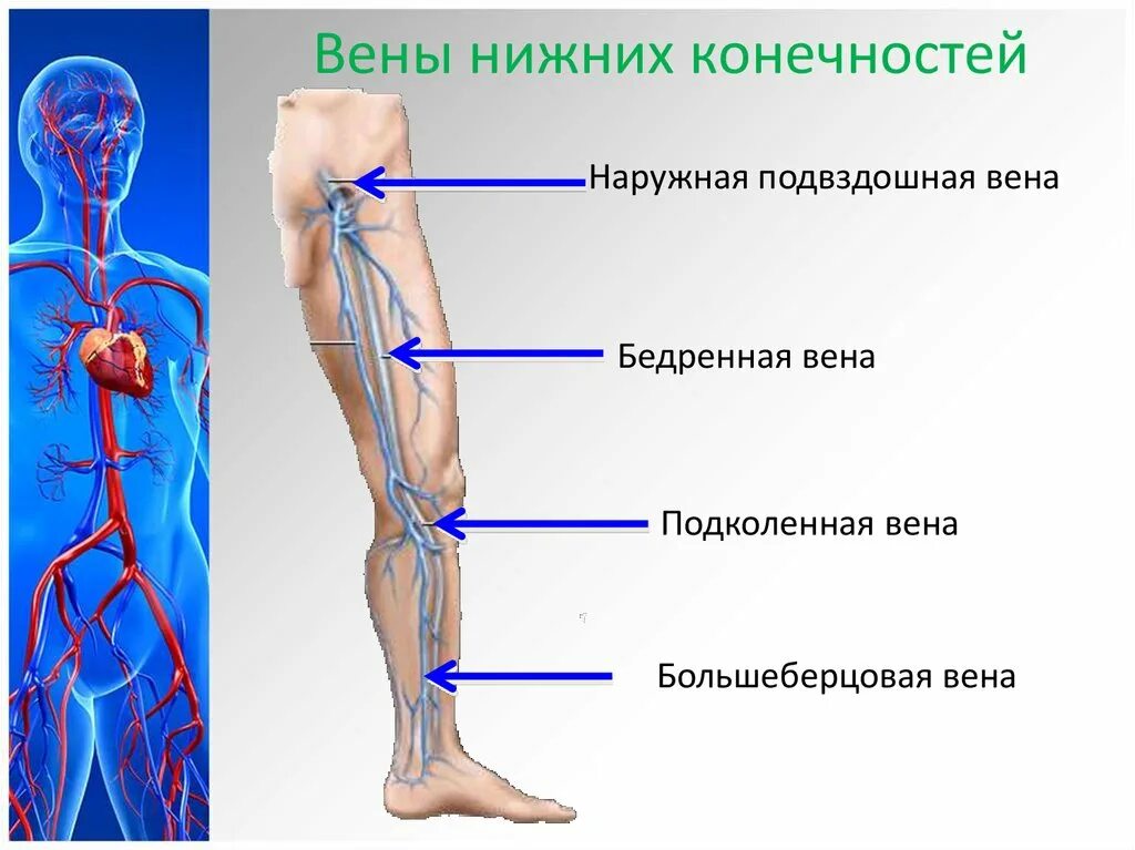 Название самой большой вены у человека. Вена нижней конечности анатомия. Икроножные вены голени анатомия. Анатомия вен нижних конечностей человека. Вена нижних конечностей анатомия венозной системы.