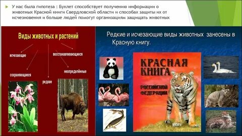 Охрана животных животные красной книги