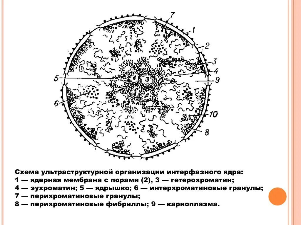 Ультраструктура интерфазного ядра эукариотической клетки рисунок. Структура интерфазного ядра рисунок. Структурные компоненты интерфазного ядра эукариотической клетки. Схема строения интерфазного ядра.