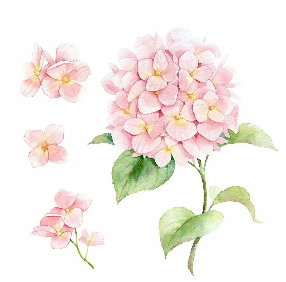 Нарисовать розовый цветок. Винсент Женнеро Ботаническая акварель.