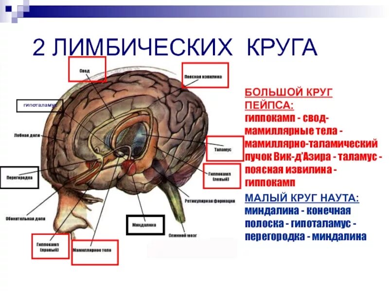 Круги лимбической системы. Большой круг пейпеца. Круг пейпеца лимбическая система мозга. Круг пейпеца лимбическая система. Малый круг лимбической системы.