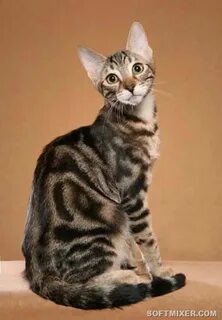Kitty от kenia os la joaqui