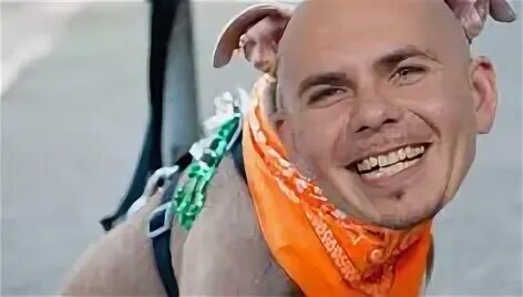 Pitbull daddy. Pitbull daddy