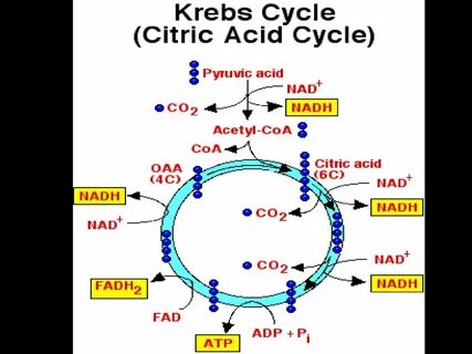 Krebs