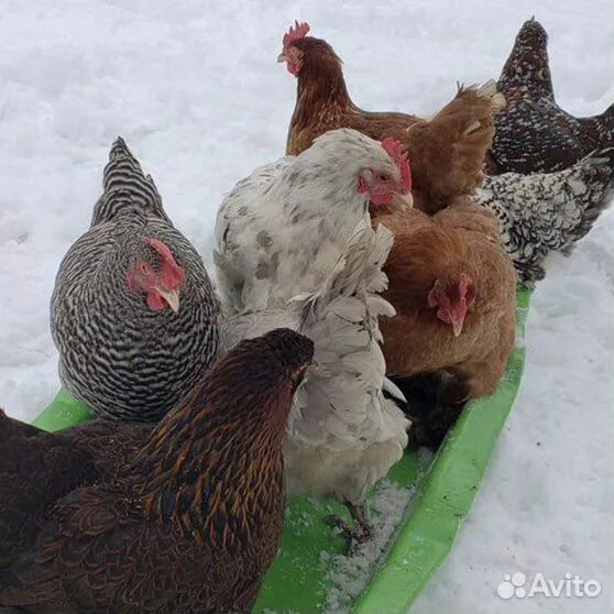 backyard chickens Poulets de basse-cour, Elever des poules, Poule pondeuse