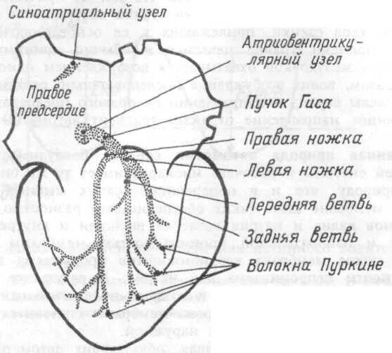 Что такое слепое сердце. Проводящая система сердца рисунок схема. Проводящая система сердца анатомия схема. Зарисовать схему проводящей системы сердца. Проводящая система сердца схема с ЭКГ.
