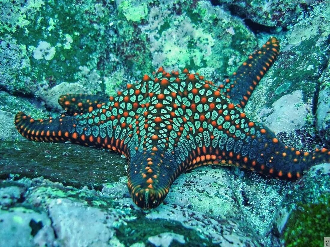 Морская звезда. Морские обитатели морская звезда. Подводный мир морская звезда. Морская звезда под водой.