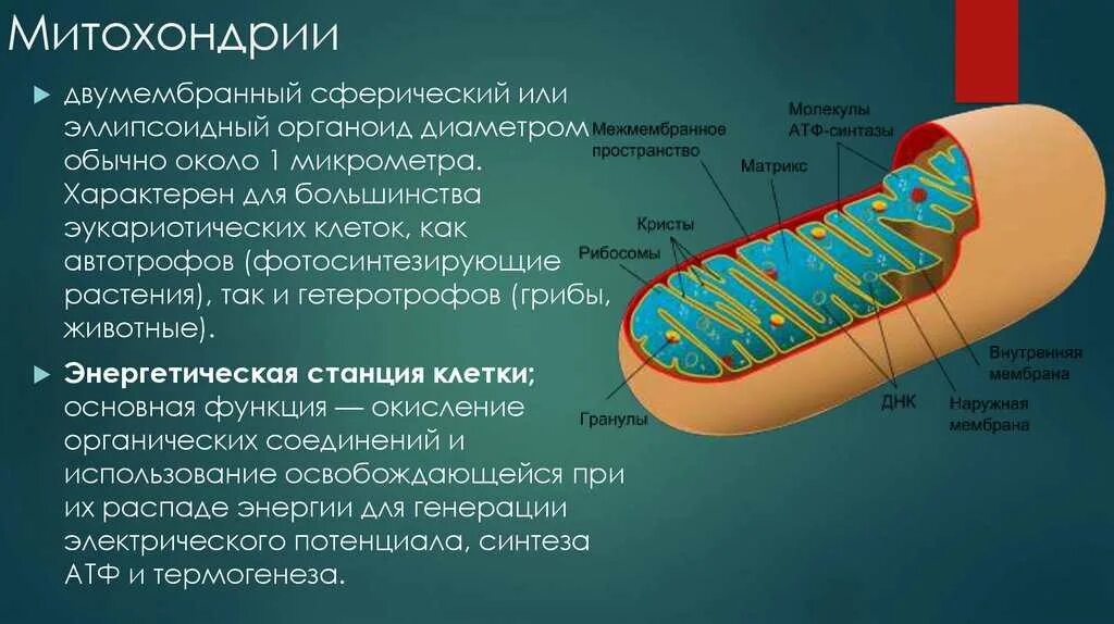 Взаимосвязь митохондрий и рибосом. Митохондрии энергетические станции клетки. Митохондрия двумембранный органоид. Орган Эллы энергетическая станция клетки. Функции митохондрии в эукариотической клетке.