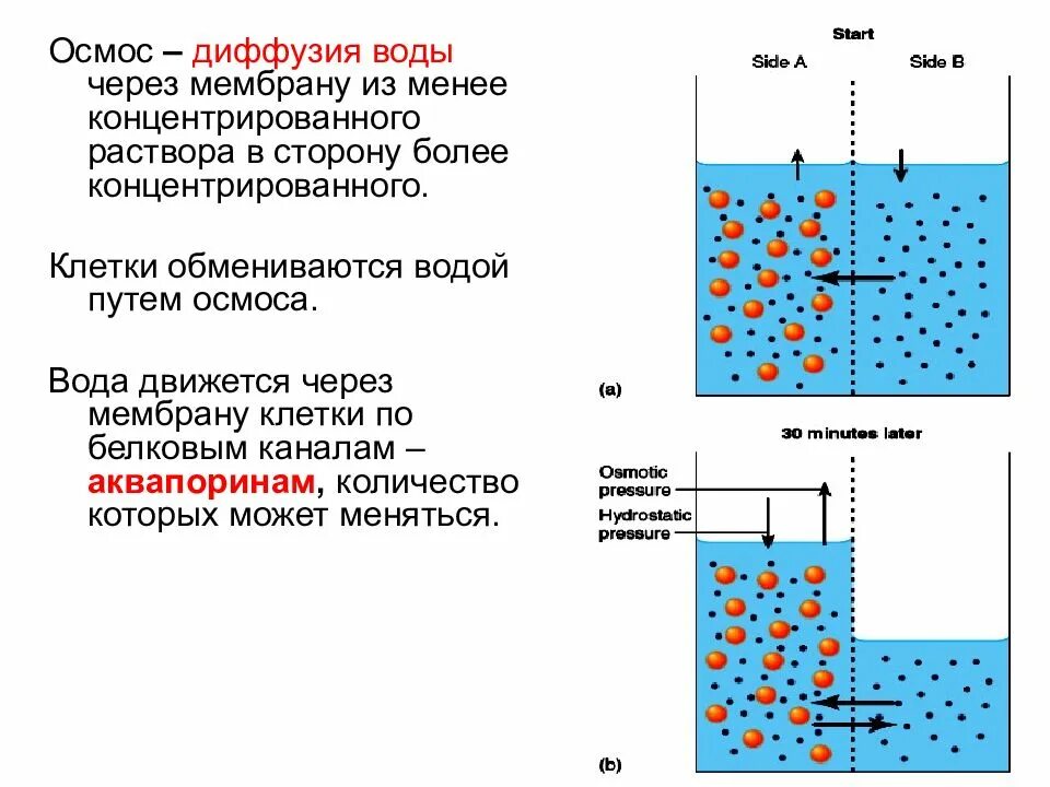 Осмос воды через мембрану. Осмос и осмотическое давление. Закон осмоса и диффузии биология. Физиология растений осмос. Значение движения воды