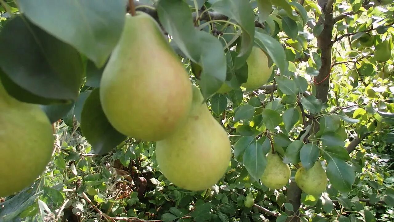 боксерская груша power hit 80 кг. груша крыше. штамбовая груша. (pear tree) williams. груша тютчевская.