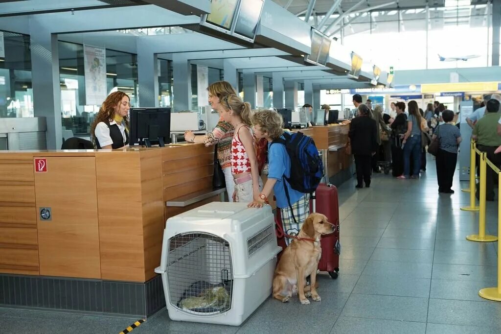 Переноска для животных в аэропорту. Отсек для животных в самолете. Животные в аэропорту. Перевоз животных в самолете. Как перевозятся крупные собаки