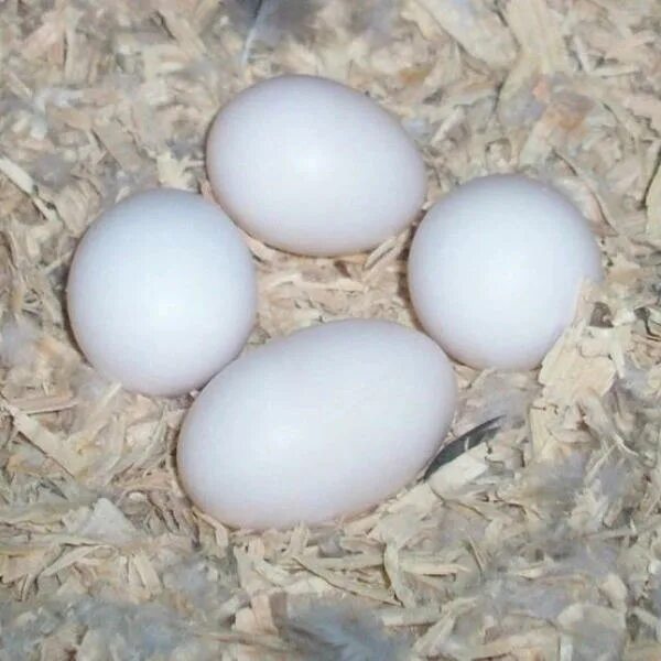Яйцо попугая Какаду. Яйца попугая ара. Яйца ары попугая. Ара яица яйца попугая. Яйцо попугая купить