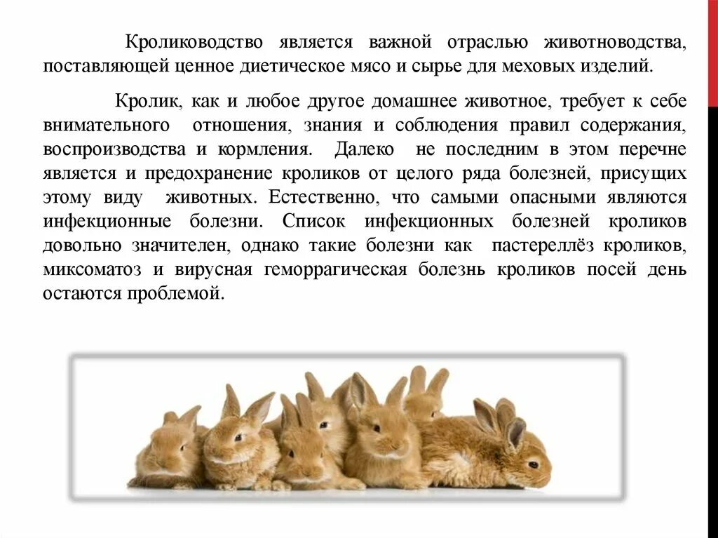 Кролиководство доклад. Сообщение на тему кролиководство. Рассказ про кролиководство. Отрасли животноводства кролиководство.