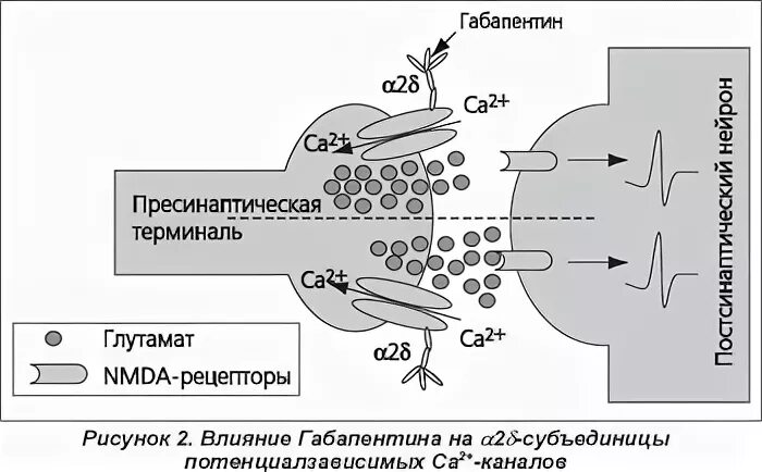 габапентин 75 мг. габапентин механизм действия фармакология. габапентин действие. противосудорожные препараты механизм действия фармакология. габапентин действие.