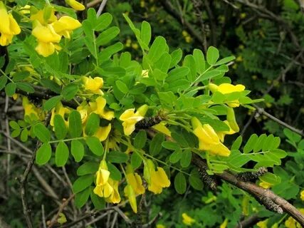 Акация кустарник