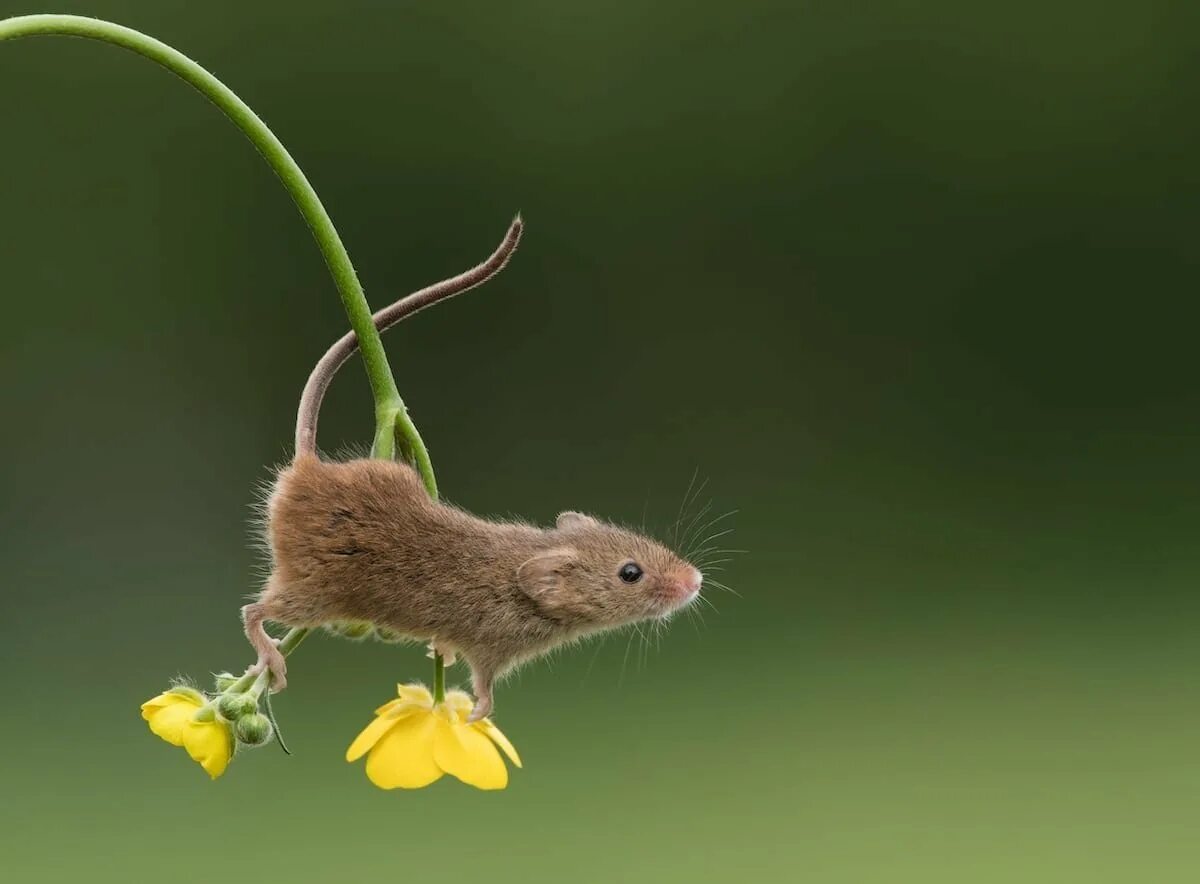 Мышь полевка с мышатами. Мышка полевка маленькая. Луговая мышь полевка.
