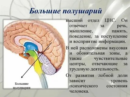 Большие полушария переднего мозга строение и функции
