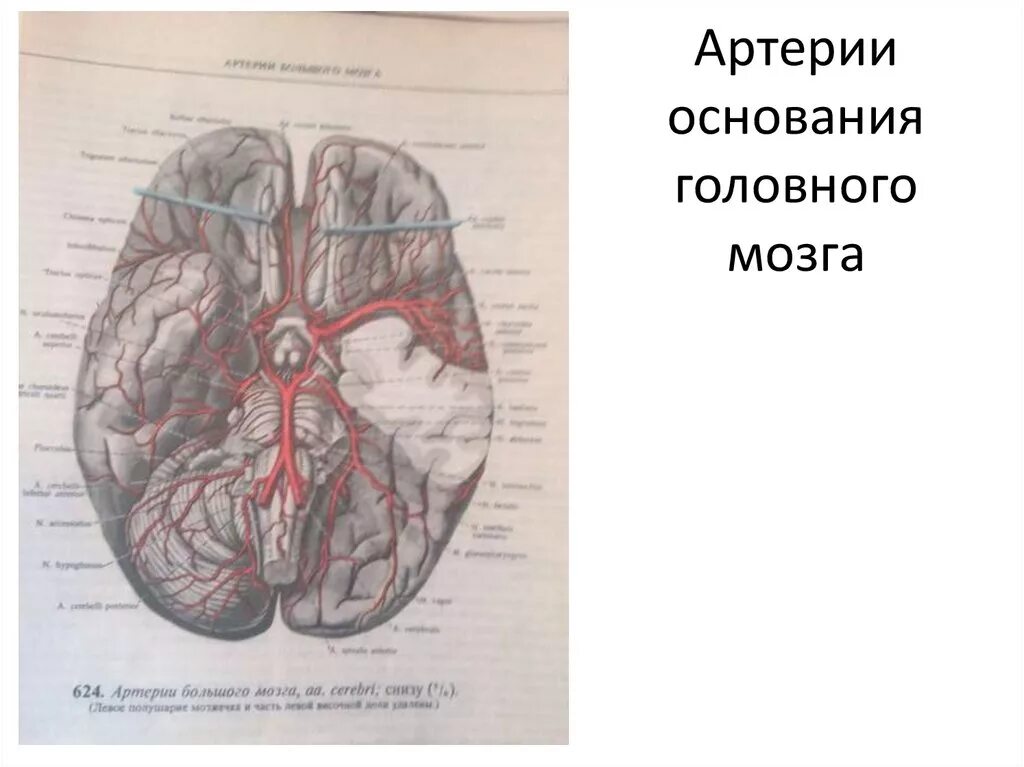 Основание головного мозга. Сосуды основания головного мозга. Мозговые артерии и вены.