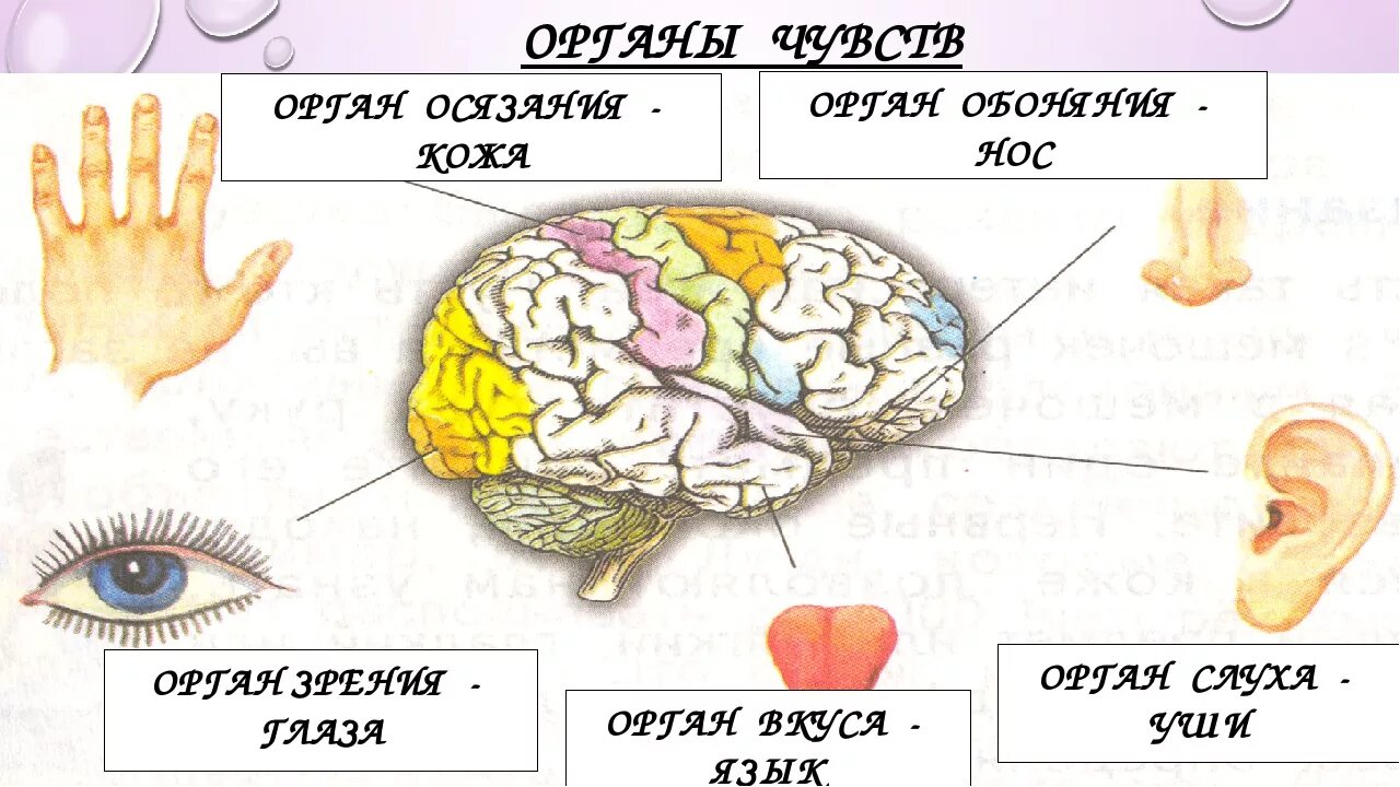 Органы чувств таблица 3 класс. Схема органы чувств человека 3 класс. Проект органы чувств 3 класс окружающий мир. Мозг и органы чувств.