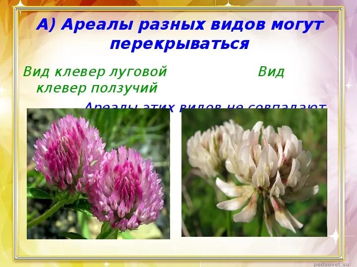 Черты сходства двух растений одного рода. Географический критерий клевера Лугового. Сравнительная характеристика клевера Лугового и клевера ползучего. Таблица Клевер Луговой и ползучий. Географический критерий клевера Лугового и ползучего.