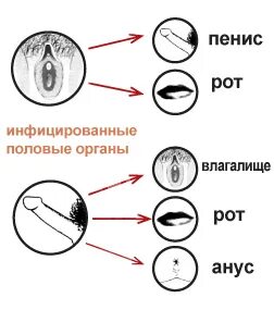 Способы передачи герпеса