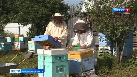 Пчелы киров