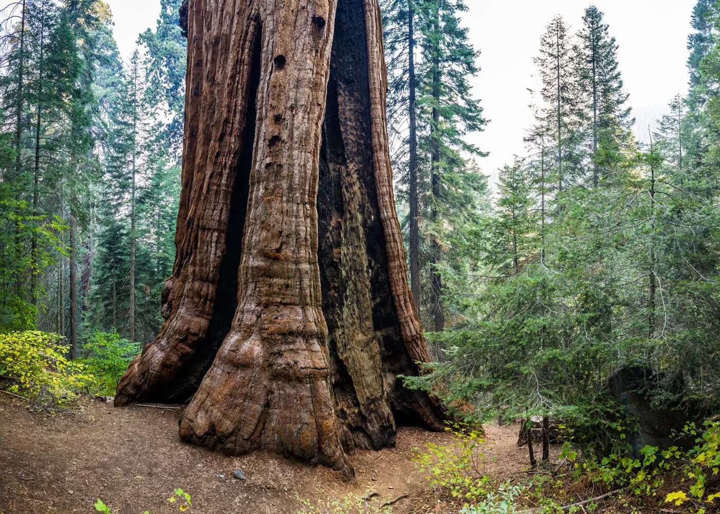 Громадный лес растянулся ответы. Секвойя дерево. Калифорнийская Секвойя Гиперион. Секвойя дерево гигант. Секвойя и сосна.