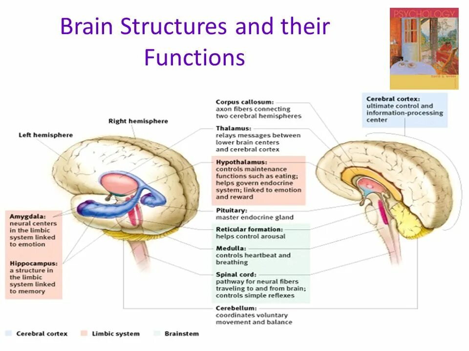 The structure of the brain. Brain structure. parts of brain and their function. brain structure and function. brain parts and functions.
