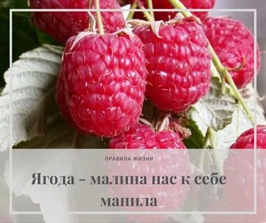 Малина нас к себе манила