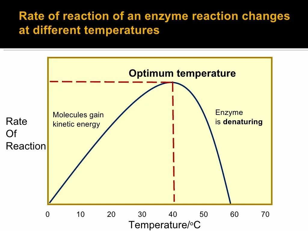 Optimum temperature. Enzymes OPTIMAL temperature. Effect of temperature and PH on Enzyme activity. PH and temperature Optimum for Enzymes. Effect o