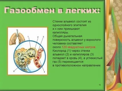 Поверхность альвеол легких под микроскопом