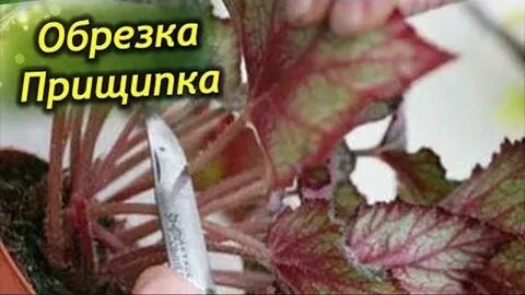 Бегония надо прищипывать