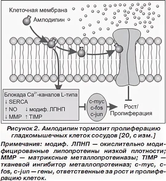 Механизм действия амлодипина. Механизм действия амлодипина состоит в. Пролиферация гладкомышечных клеток сосудов. При сокращении гладкомышечной клетки ca2+ поступает. Молекула са++- АТФАЗЫ саркоплазматического ретикулу.