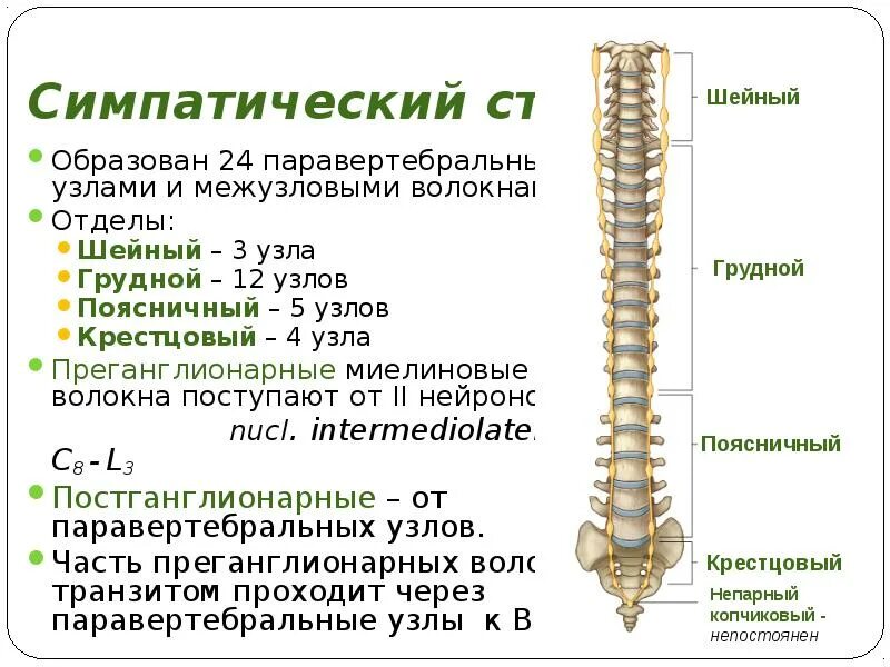 Топография симпатического нервного ствола. Узлы грудного отдела симпатического ствола. Узлы и ветви поясничного отдела симпатического ствола. Симпатический ствол анатомия.