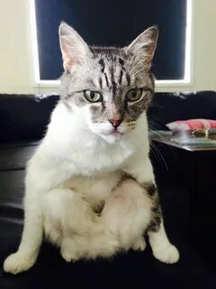 Кривой кот