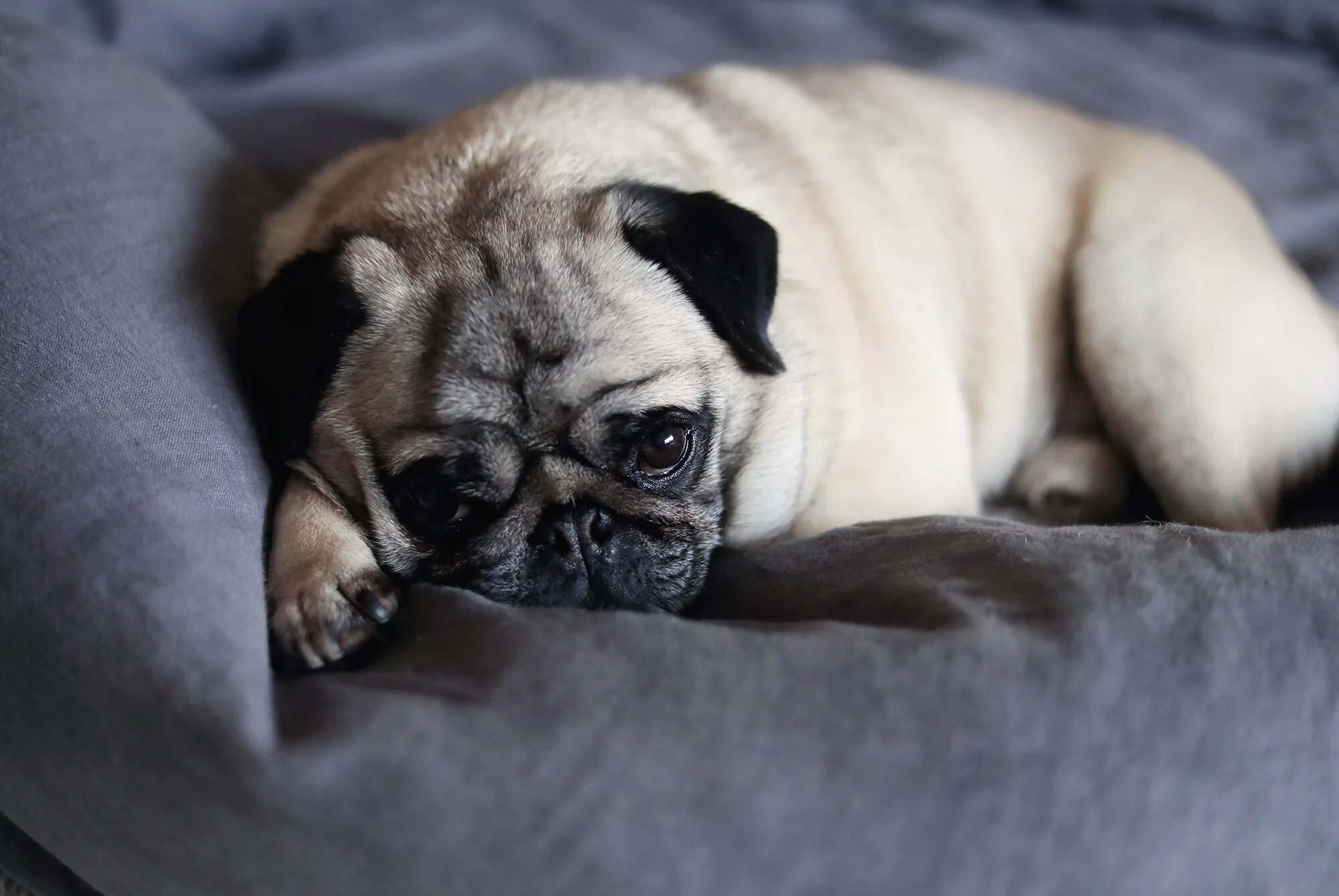 Мопс 1. Собачка мопс. Терьерный мопс. Мопс 1 год. Похрюкивающий звук у мопсов.