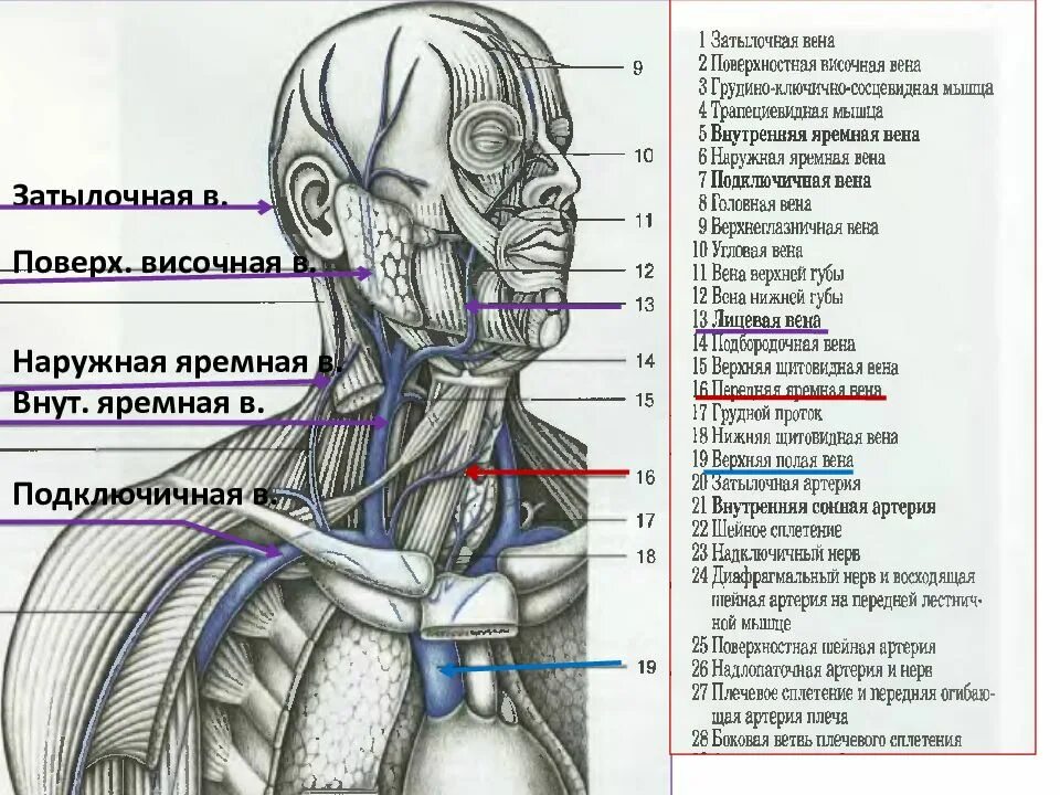 Яремная артерия где находится. Наружная яремная артерия. Наружная яремная и внутренняя яремная Вена. Наружная и внутренняя яремная Вена анатомия. Яремные вены Вена анатомия.