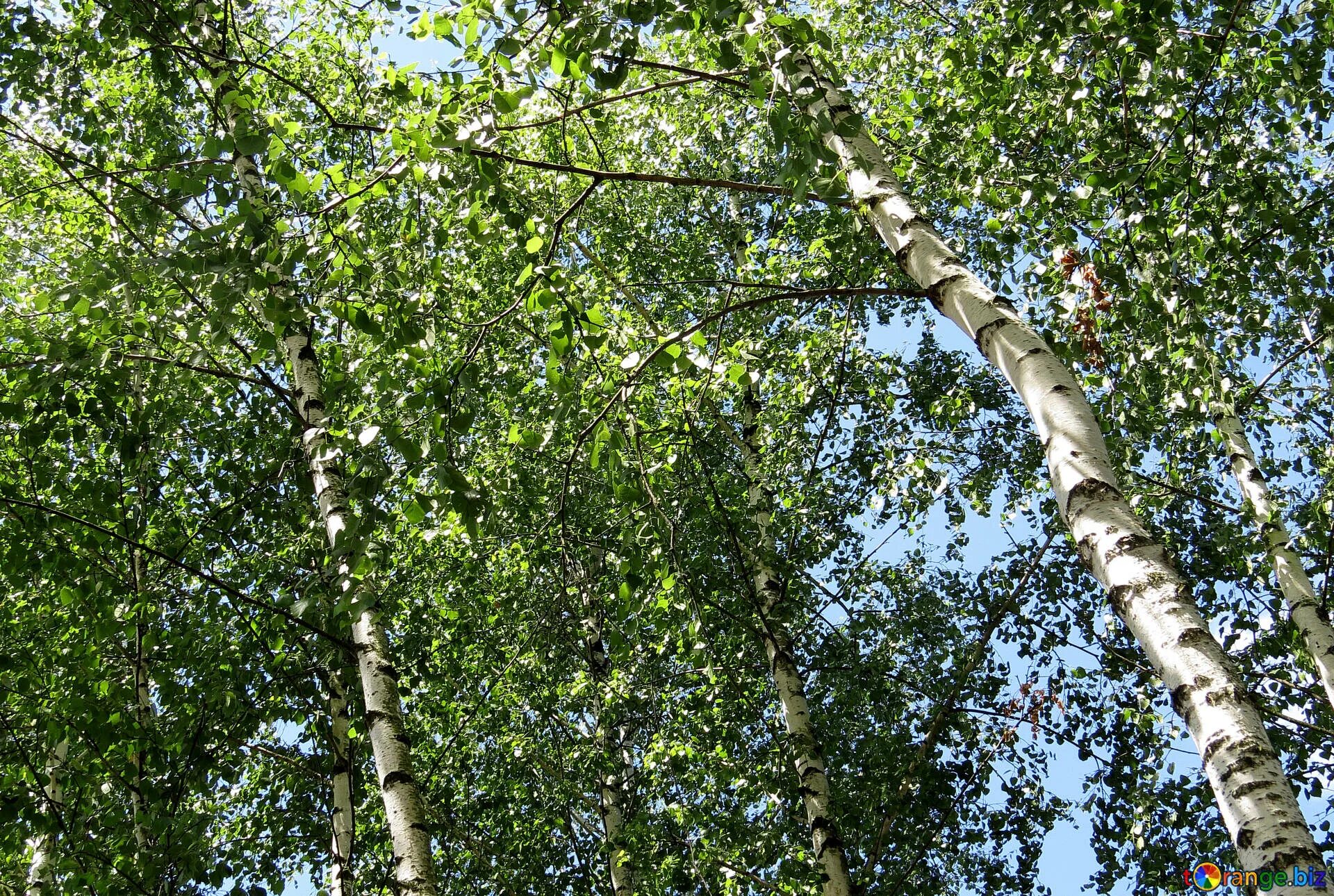 Береза желтая Betula lutea. Береза бородавчатая. Берёза плосколистная. Береза Жакмана.